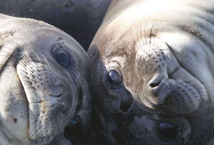 Cruceros Antartida - Antártida Salvaje<br>M/V Greg Mortimer<br>M/V Sylvia Earle