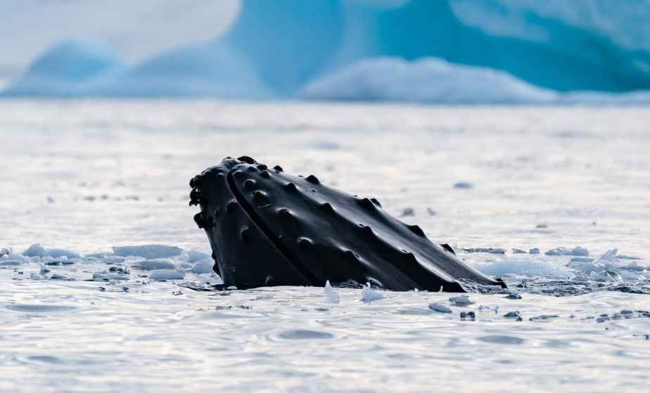 Cruceros Antartida - Antártida Clásica<br>Ballenas Jorobadas <br>M/V Plancius<br>M/V Hondius