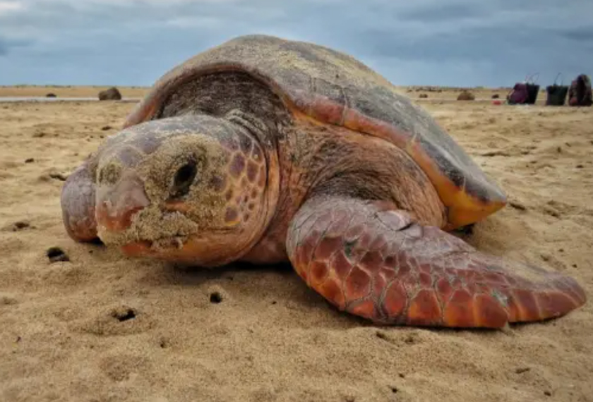 Cruceros Antartida - Odisea Atlántica<br>St. Helena a Cabo Verde<br>M/V Hondius)