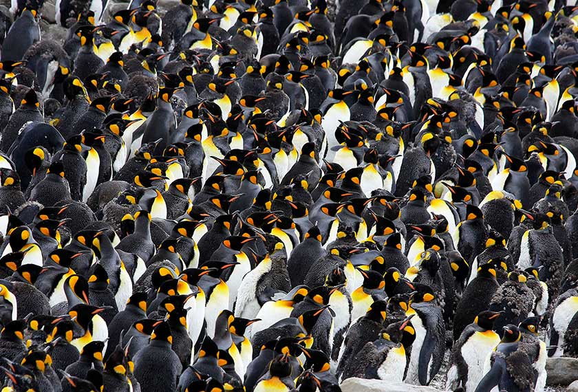 Cruceros Antartida - En busca del Pingüino Emperador en Snow Hill<br>M/V Ortelius