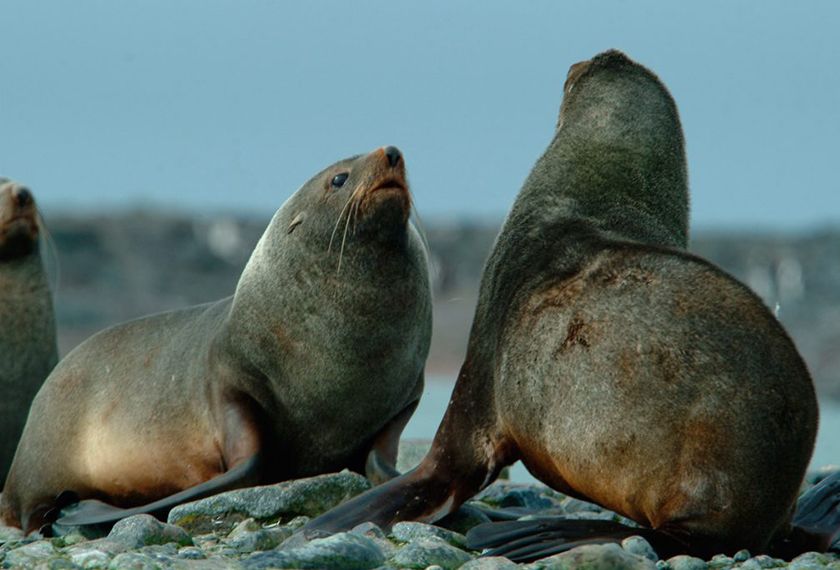 Cruceros Antartida - Odisea Atlántica <br>Ushuaia-Sta Helena<br>M/V Hondius