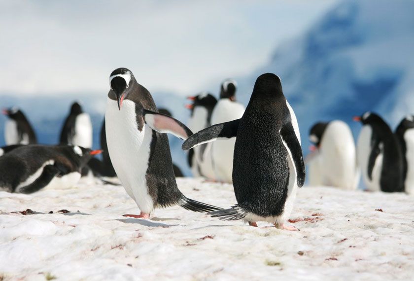 Cruceros Antartida - Aero-Crucero PUQ-USH<br>Antarctic Explorer<br>M/V Greg Mortimer<br>M/V Sylvia Earle<br>M/V Douglas Mawson