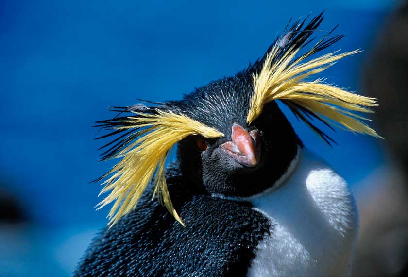 Cruceros Antartida - Círculo Polar Antártico<br>M/V Ocean Albatros