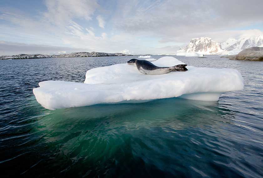 Cruceros Antartida - Antártida,Georgia,Malvinas<br>M/V Greg Mortimer<br>M/V Douglas Mawson