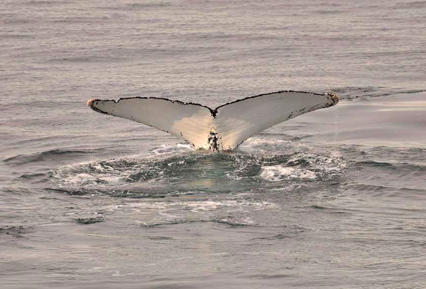 Cruceros Antartida - Lo mejor de Antártida<br>M/V Ocean Albatros<br>M/V Seaventure