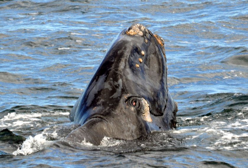 Patagonia - Avistaje de la Ballena Franca Austral