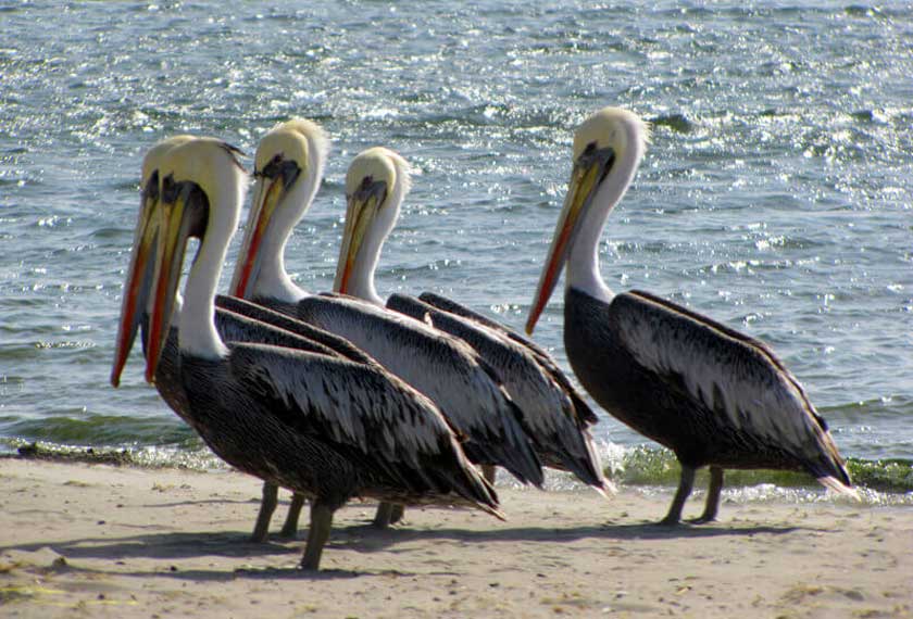 Paracas - Paracas, Chincha e Ica